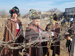 Плевен - Цар на лозята