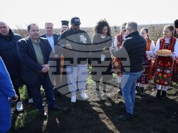 Поморие - Трифон Зарезан - обичай