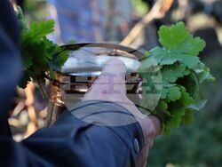 Поморие - Трифон Зарезан - обичай