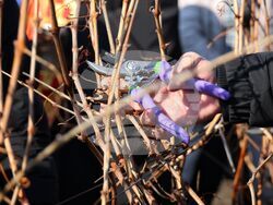 Поморие - Трифон Зарезан - обичай