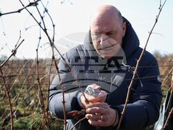 Поморие - Трифон Зарезан - обичай - Иван Алексиев