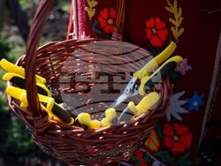 Поморие - Трифон Зарезан - обичай