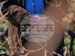 Поморие - Трифон Зарезан - обичай