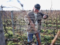 Поморие - Трифон Зарезан - обичай