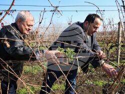 Поморие - Трифон Зарезан - обичай