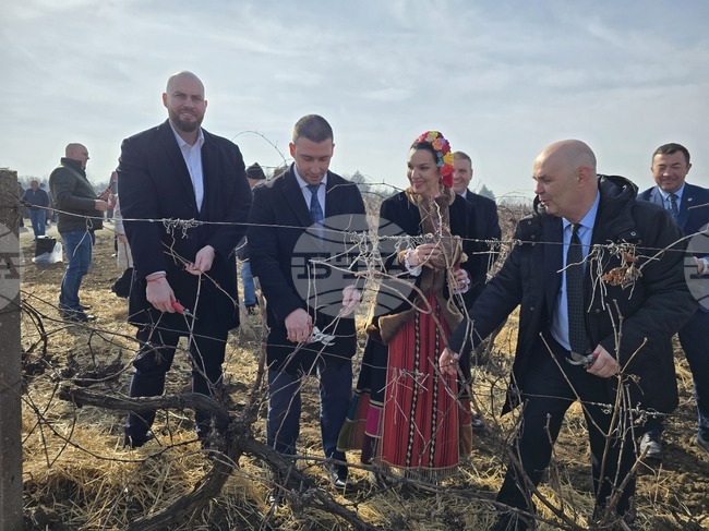 В Института по лозарство и винарство в Плевен спазиха традицията да зарежат лозите на Трифон Зарезан 