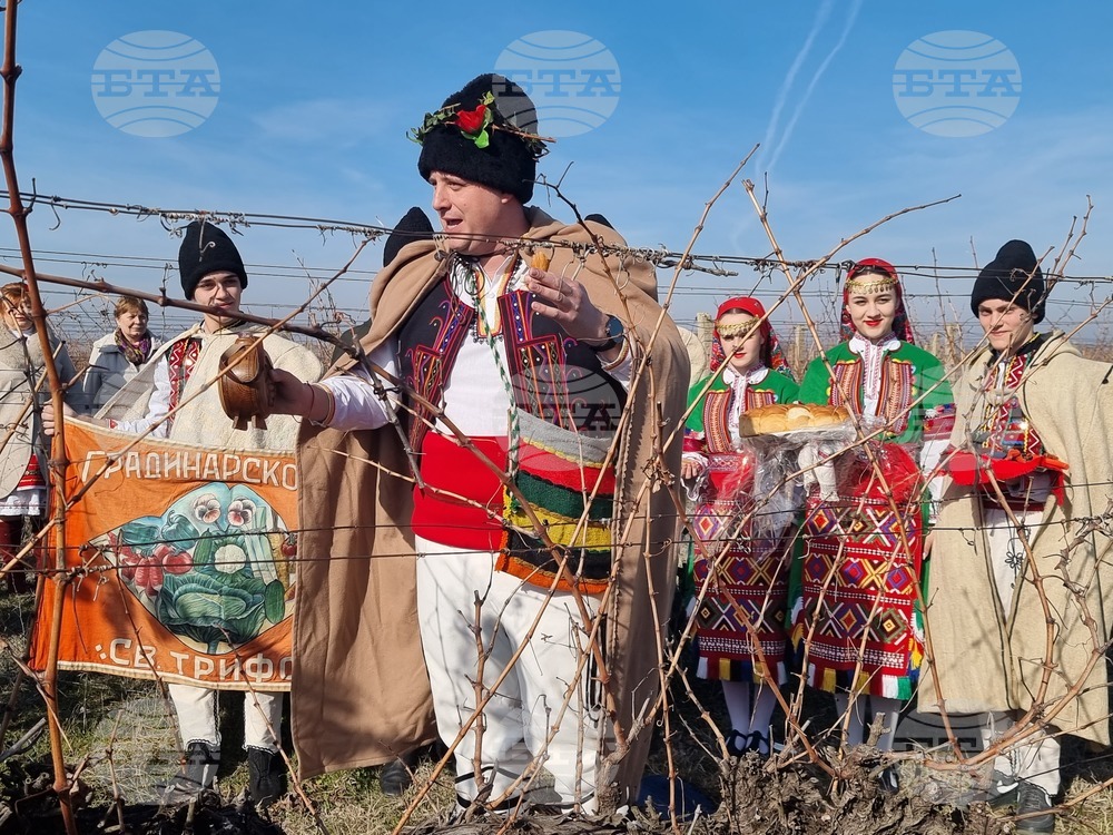 С ден се отлага зарязването на лозята в Лясковец заради съвпадането на Деня на лозаря със Задушница 