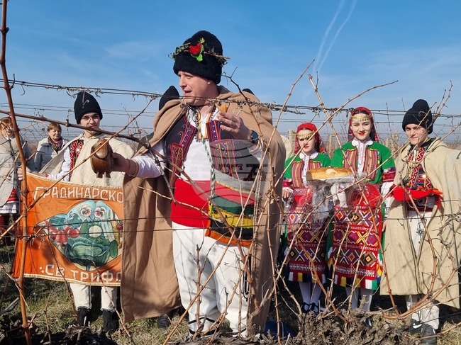 С ден се отлага зарязването на лозята в Лясковец заради съвпадането на Деня на лозаря със Задушница 