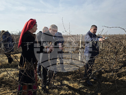 Плевен - Институт по лозарство и винарство - Трифон Зарезан