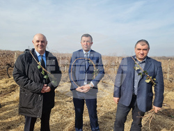 Плевен - Институт по лозарство и винарство - Трифон Зарезан