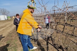 Село Българско Сливово - Трифон Зарезан - Винпром - Свищов