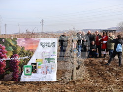 Село Брестовица - Трифон Зарезан