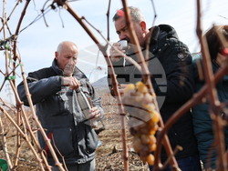 Село Брестовица - Трифон Зарезан