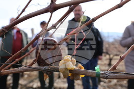 Село Брестовица - Трифон Зарезан