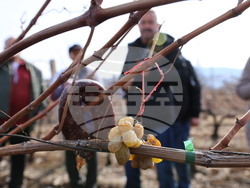 Село Брестовица - Трифон Зарезан