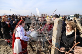 Село Брестовица - Трифон Зарезан
