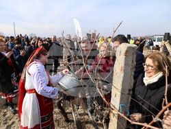 Село Брестовица - Трифон Зарезан