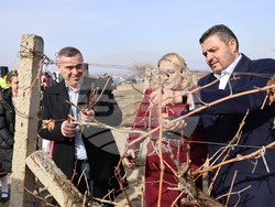 Село Брестовица - Трифон Зарезан