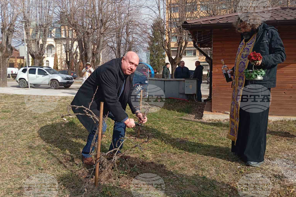 Със зарязване на лозе и конкурс за най-добро домашно вино във Вършец отбелязаха празника Трифон Зарезан