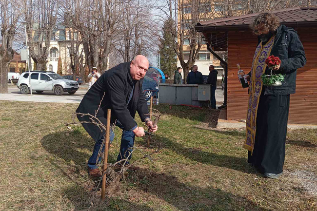 Със зарязване на лозе и конкурс за най-добро домашно вино във Вършец отбелязаха празника Трифон Зарезан