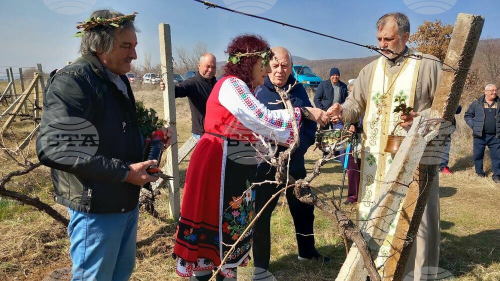 На Трифон Зарезан зарязаха лозите в старозагорското село Оряховица