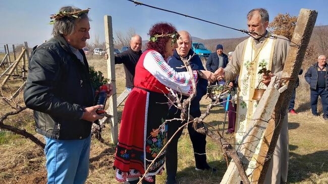 На Трифон Зарезан зарязаха лозите в старозагорското село Оряховица