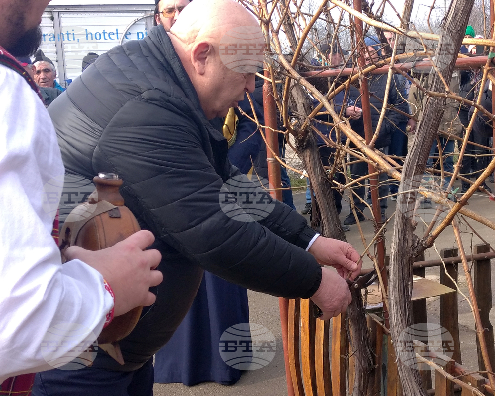 Със зарязване на лозе, фолклорна програма и конкурс за най-добро домашно вино отбелязаха Трифон Зарезан в Лом