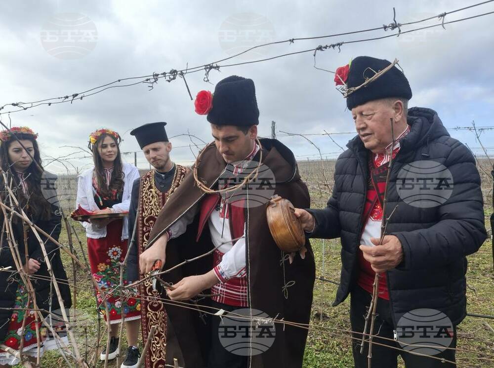 Със зарязване на лозя и с избор на нов "цар на виното" отбелязаха Трифон Зарезан в село Стефан Караджово край Болярово