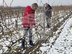 Село Рабиша - вино - Трифон Зарезан - пещера Магура - зарязване