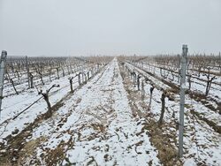 Село Рабиша - вино - Трифон Зарезан - пещера Магура - зарязване