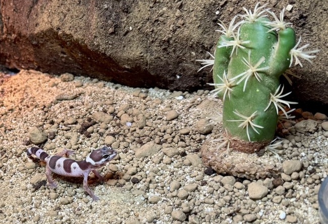 Агенция „Митници“ участва в операция Thunder в защита на дивата флора и фауна