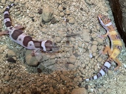 Снимка: Агенция „Митници“