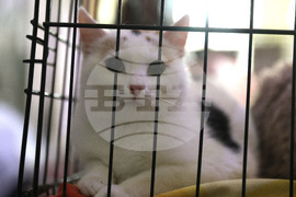 Русе - мартеници - котки - базар