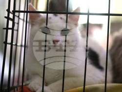 Русе - мартеници - котки - базар