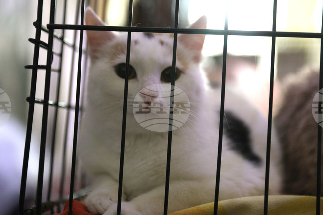 Община Казанлък организира кампания за кастрация на безстопанствени котки