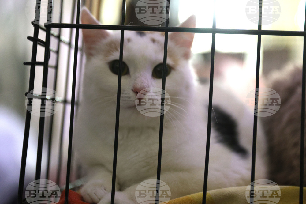 Русе - мартеници - котки - базар