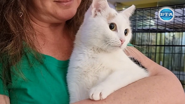 Пострадало от човешка жестокост коте посреща посетители на благотворителен базар за мартеници в Русе