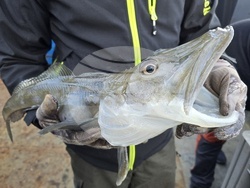 Антарктида - риби - Природонаучен музей Пловдив - проект