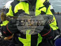 Антарктида - риби - Природонаучен музей Пловдив - проект