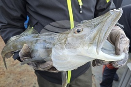 Antarctica - fish - Natural History Museum Plovdiv - project