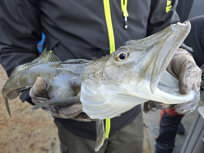 Antarctica - fish - Natural History Museum Plovdiv - project