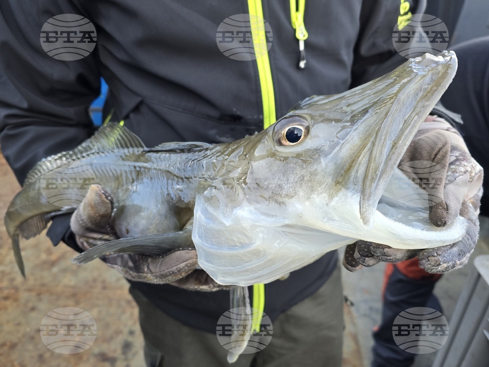 Antarctica - fish - Natural History Museum Plovdiv - project