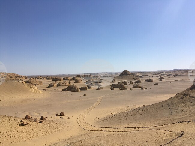 Учени откриха останки от непознат досега древен хищник с размери на леопард в Египет