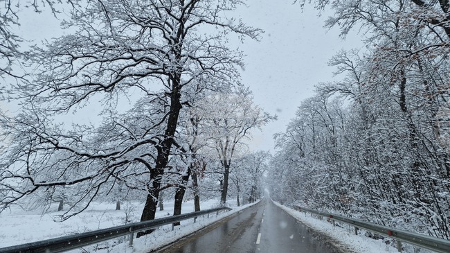 Общо 484 машини обработват републиканските пътища срещу заледяване, съобщиха от Агенция „Пътна инфраструктура“