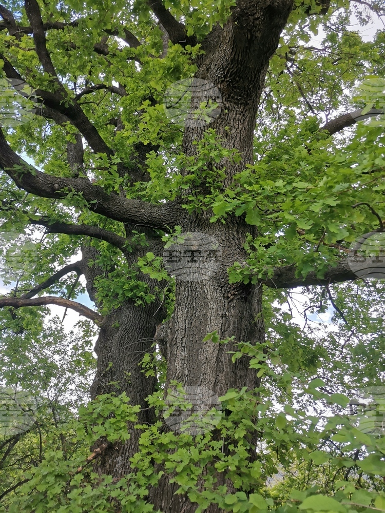 Six Old Trees Acquire Protected Status