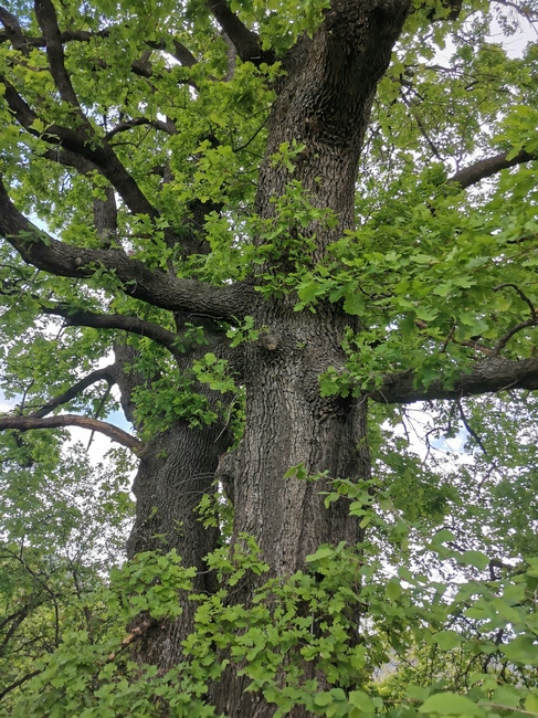 МОСВ: Шест вековни дървета са обявени за защитени