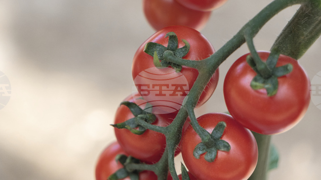 Учени в Китай създадоха нов сорт домати с аромат на пуканки
