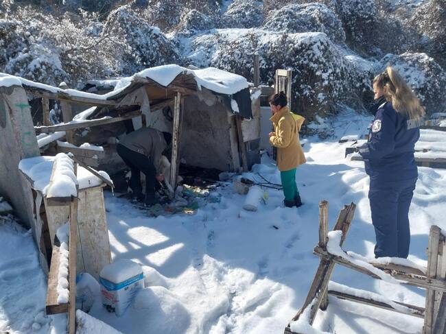 Кучета, които са били ползвани за боеве, са спасени в акция в Перник