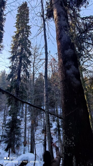 Три дървета в област Смолян са обявени за вековни и защитени