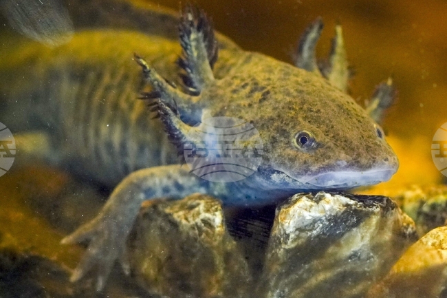 Местни жители и учени се грижат за критично застрашен вид саламандър в Мексико